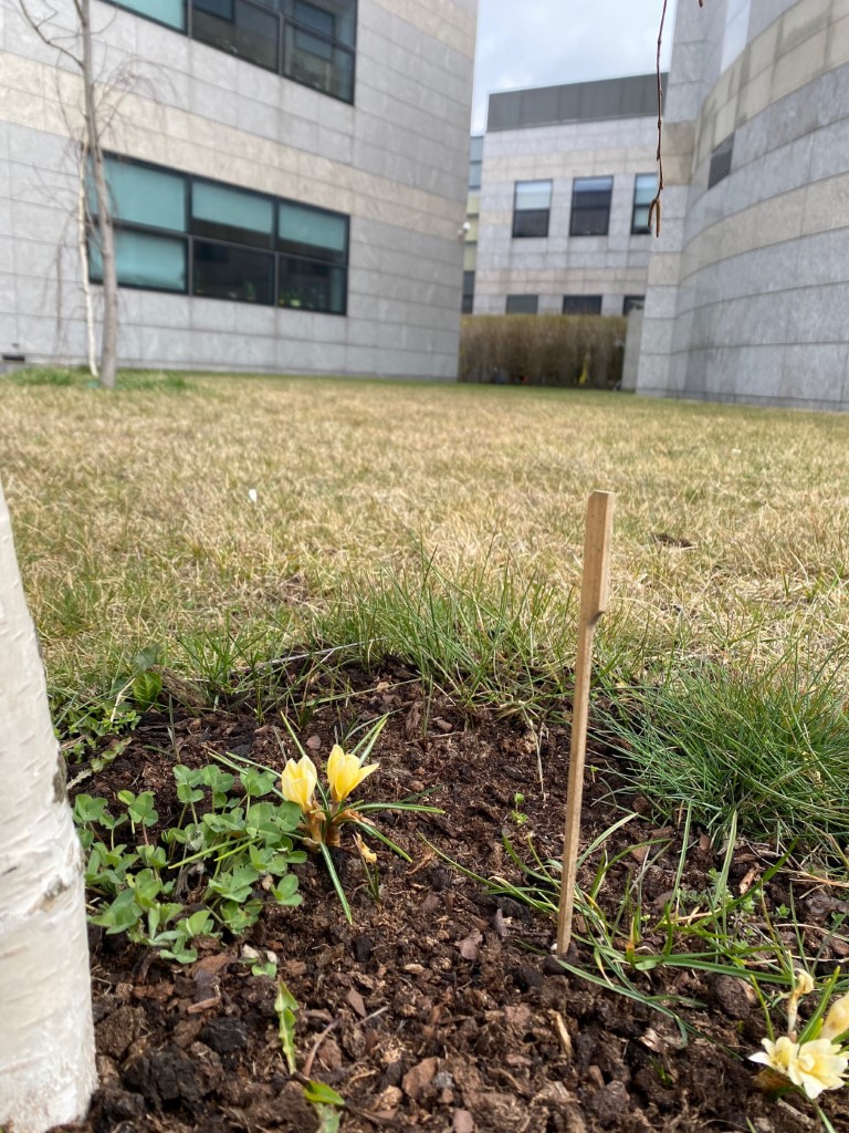 kwiat krokus na tle budynku szkoły