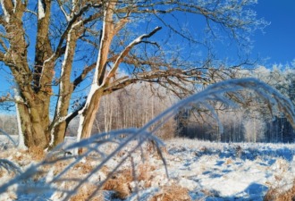 Zdjęcie wyróżnione w konkursie, autor: Patrycja Dziębor. Zdjęcie przedstawia zaśnieżone drzewa w słoneczny dzień, na pierwszym planie trawy pokryte śniegiem w zacienionym miejscu.